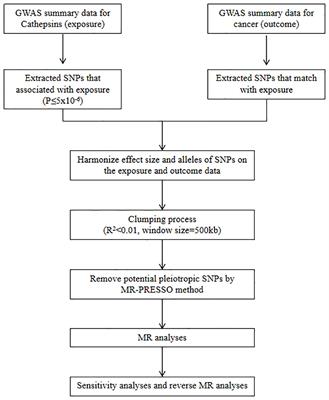 Cathepsins and cancer risk: a Mendelian randomization study